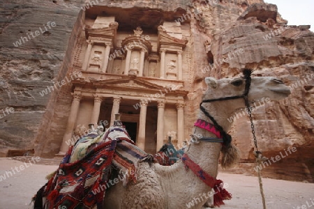 a Beduin women at work to spinning woll in the Temple city of Petra in Jordan in the middle east.