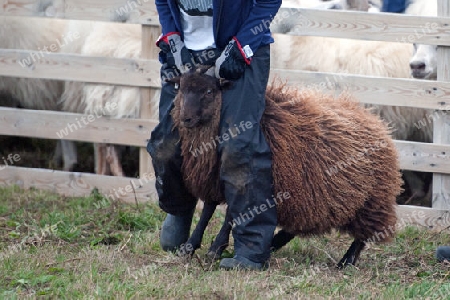 Der Norden Islands, Schafstrieb in der N?he vom Myvatn-See, braunes Schaf an den H?rnern gepackt  