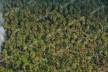 Kokosnusspalmen in Sri Lanka