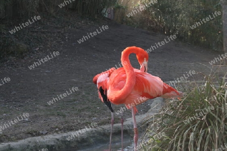 Flamingo