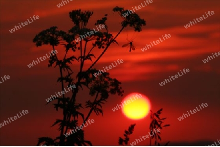 Wasserschnake im Sonnenuntergang