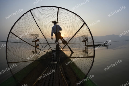 Fishermen at sunrise in the Landscape on the Inle Lake in the Shan State in the east of Myanmar in Southeastasia.