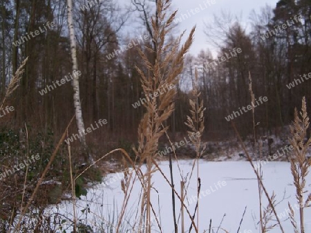 Winterlandschaft