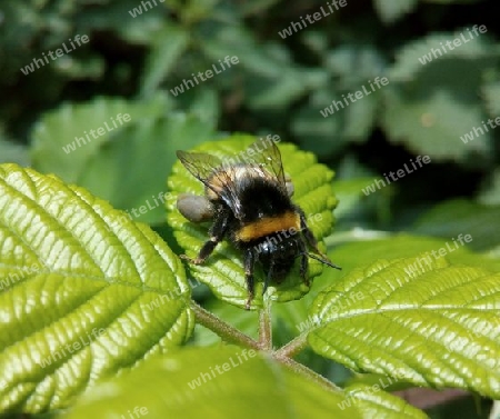 Erdhummel auf Brombeerlaub III