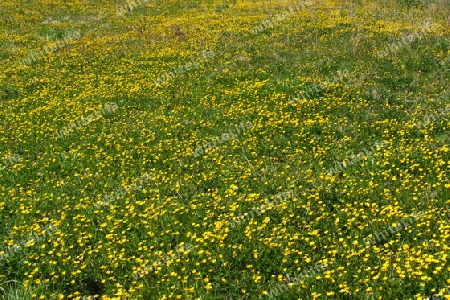 gelbe Blumenwiese