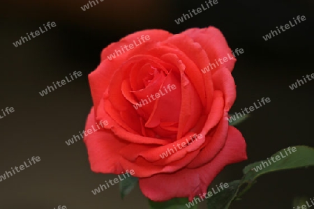 Rote Rose