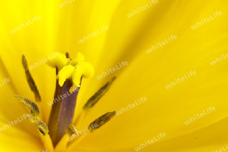 Tulpe-Stempel und Staubgefaesse