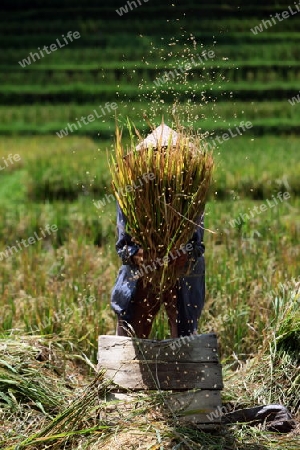 Asien, Indonesien, Bali, Ubud, Tagalalang, Reisterassen, Reis, Landschaft, Natur, Frau
Die Reisterassen von Tagalalang noerdlichvon Ubud im sueden von Bali im osten von Indonesien.       (Urs Flueeler) 