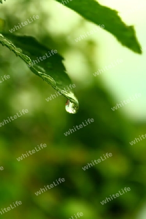 raindrop on a green leaf at spring time after a hard rain