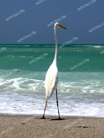 Reiher auf Sanibel Island