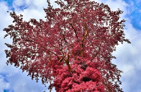 Beautiful pink and purple infrared panorama of a countryside landscape with a blue sky.