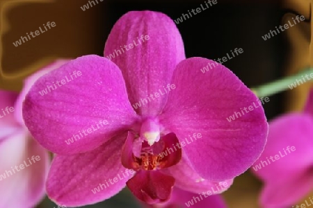 Orchidee