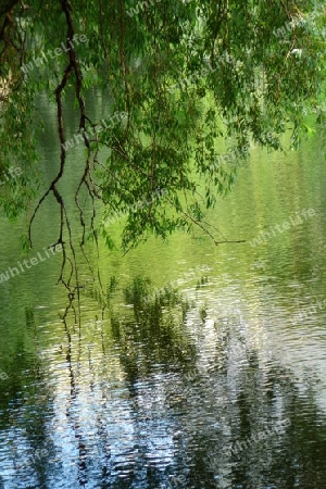 Baum trifft Wasser