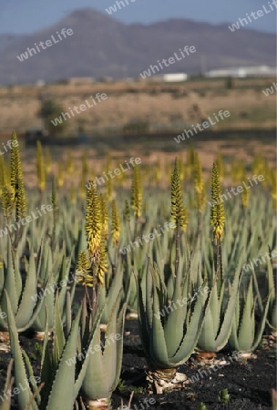 a Aloe Vera Plantation on the Island Fuerteventura on the Canary island of Spain in the Atlantic Ocean.