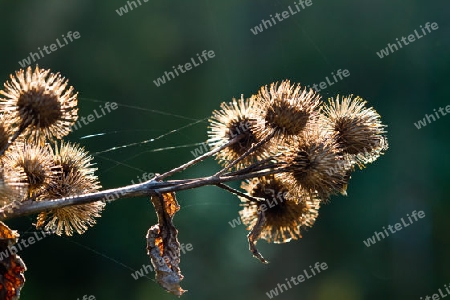 Herbst Licht