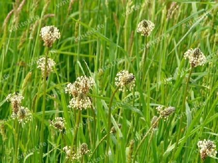 Plantago-Wiese P1220910