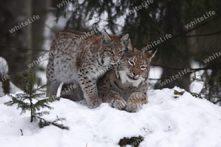 Luchs mit Jungtier