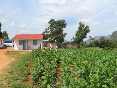 Kuba, Haus und Tabakplantage bei Pinar del Rio