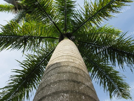 Koenigspalme , Roystonea regia, Dominikanische Republik.