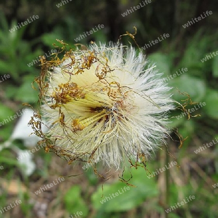 Pusteblume