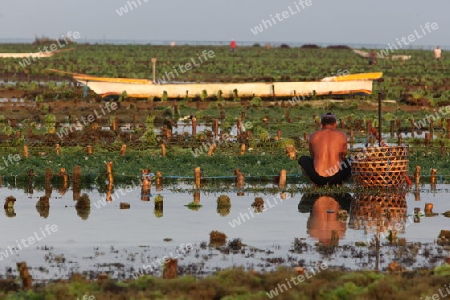 Die Ernte in der Seegrass Plantage auf der Insel Nusa Lembongan der Nachbarinsel von Bali, Indonesien.