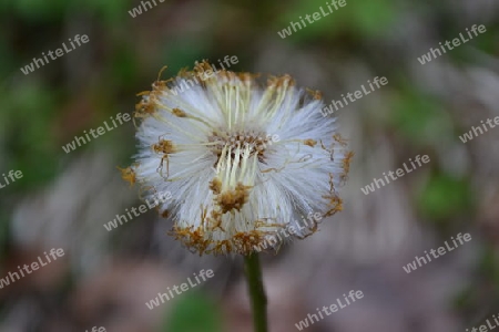 pusteblume