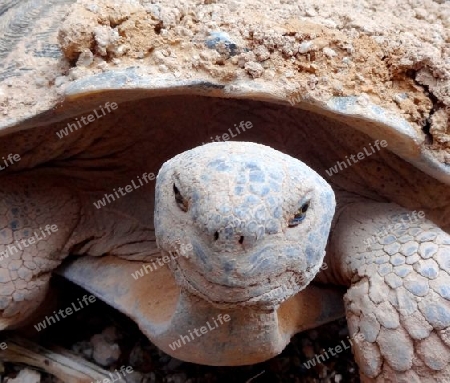 Red Rock Turtle