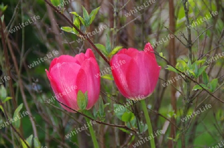 rote Tulpen