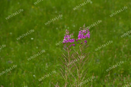 Blumenwiese