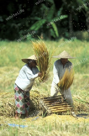 Die Reisfelder und Reisterrassen bei Tegalalang noerdlich von Ubud in Zentral Bali auf der Insel Bali in Indonesien.  