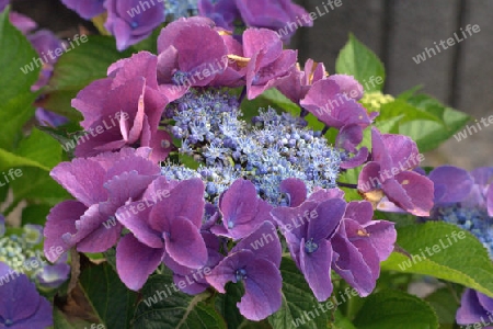 Violette Hortensie 1