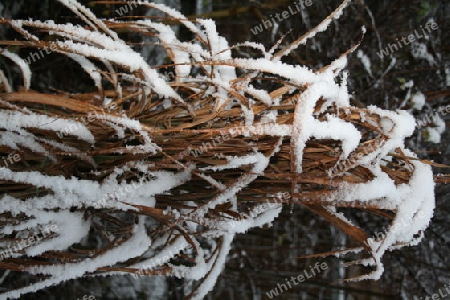 Chinaschilf im Winterschlaf