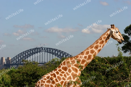 Giraffe and Harbour Bridge