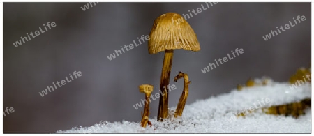 Pilz im Schnee