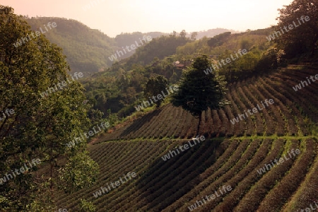 Die Landschaft mit Tee Plantagen beim Bergdorf Mae Salong in der Huegellandschaft noerdlich von Chiang Rai in der Provinz Chiang Rai im Norden von Thailand in Suedostasien.