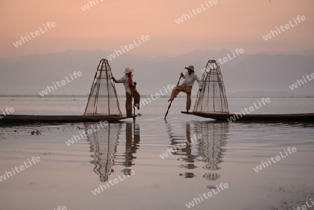 Fishermen at sunrise in the Landscape on the Inle Lake in the Shan State in the east of Myanmar in Southeastasia.