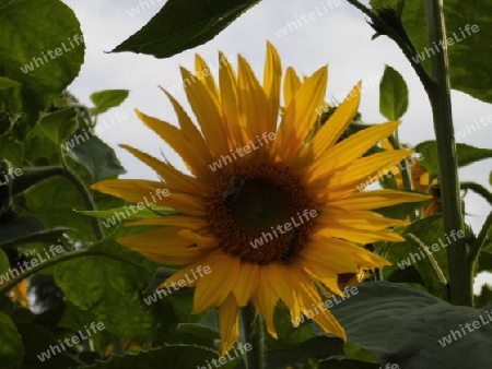 Sonnenblume