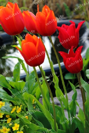 Tulpen