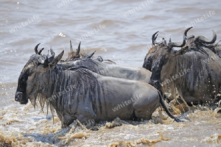 Gnu, Streifengnu, Weissbartgnu (Connochaetes taurinus), Gnumigration, great Migration,  Gnus beim durchqueren des Mara River, Masai Mara, Kenia