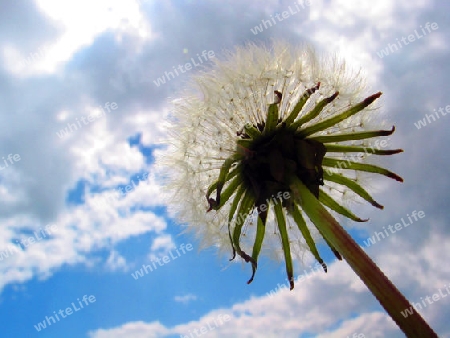 Pusteblume