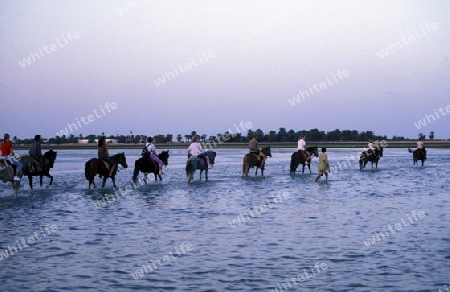 Afrika, Tunesien, Jerba
Eine Reit Tour durch die Lagune beim Strand auf der Insel Jerba im sueden von Tunesien. (URS FLUEELER)






