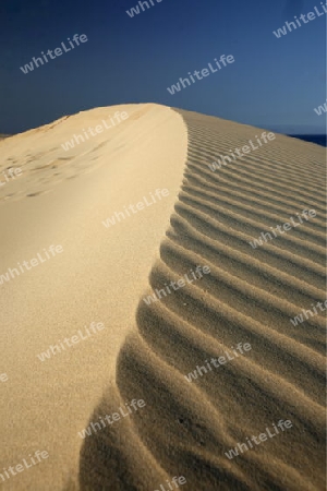 the Sanddunes of Corralejo in the north of the Island Fuerteventura on the Canary island of Spain in the Atlantic Ocean.