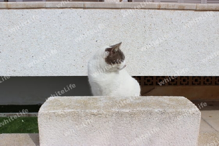 Mallorquinische Katze