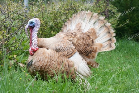 balzender Truthahn,courting Turkey,"Meleagris gallopavo"