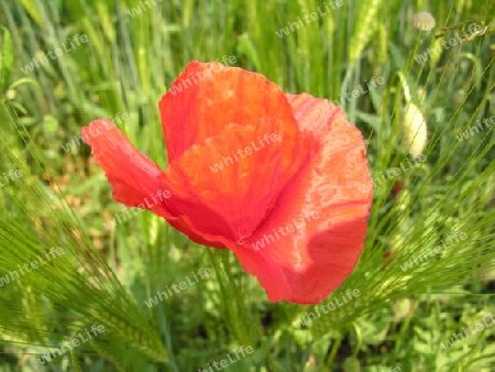 Mohn