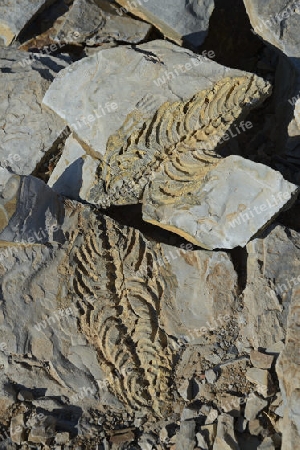 ca. 300 Millionen Jahre alte Fossilien des Mesosaurus tenuidens bei Keetmanshoop, Namibia, Afrika