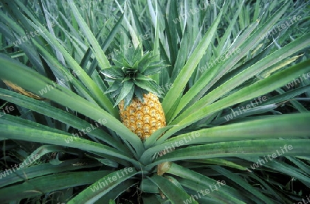 Eine Ananas auf einer Ananas Plantage auf der Insel Praslin auf den Seychellen im Indischen Ozean.