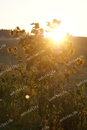 sonnenaufgang / sonnenblumen