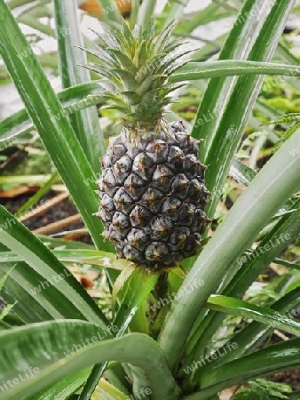 Ananas-Pflanze