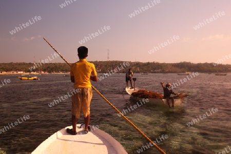 Die Ernte in der Seegrass Plantage auf der Insel Nusa Lembongan der Nachbarinsel von Bali, Indonesien.